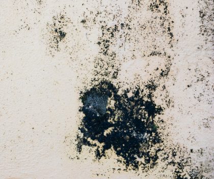 Limpiar mancha de moho Limpiar mancha de moho