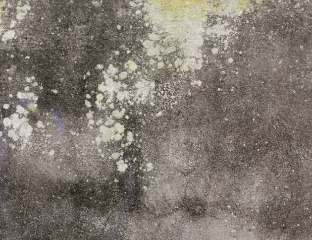  ¿Cómo quitar las manchas de moho negro?